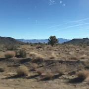 Joshua Tree Forest en route to Grand Canyon